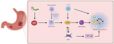 Inflammatory microenvironment in gastric premalignant lesions: implication and application